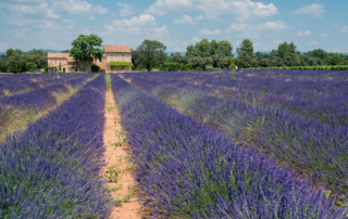 Lavender field in Provence