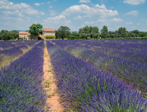 When and where does lavender bloom in Provence?