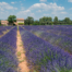 Lavender field in Provence