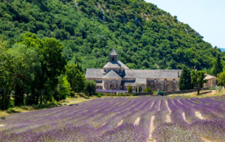 Lavender field in Provence