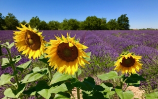 Lavender field in Provence