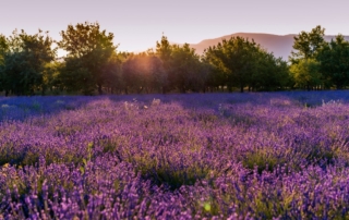 Lavender field in Provence