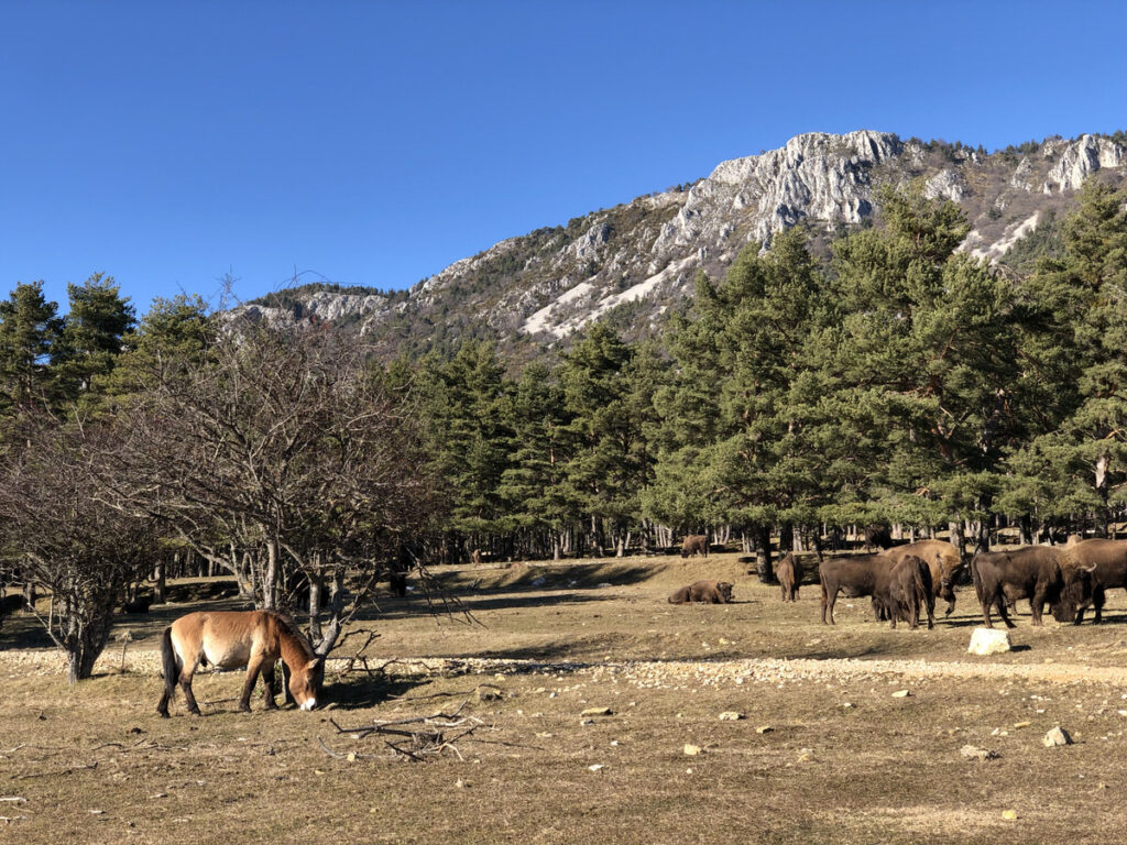 Monts D'Azur bison