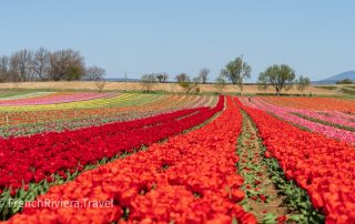 Tulips fields in Provence