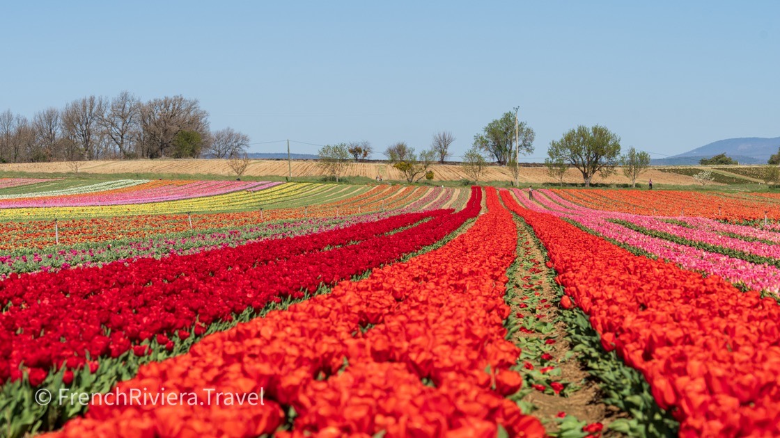 Tulips fields in Provence